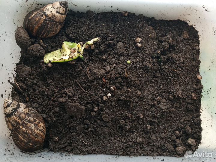 Улитки ахатины