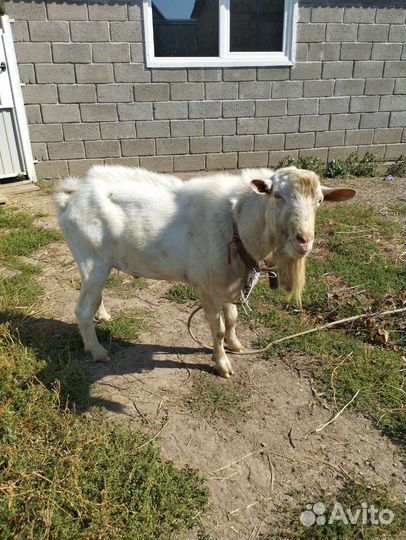 Козел зааненский