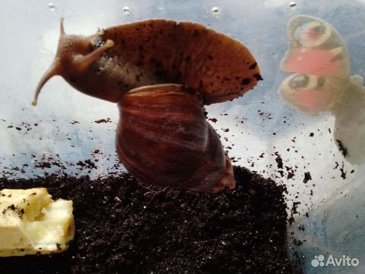 Улитки ахатины