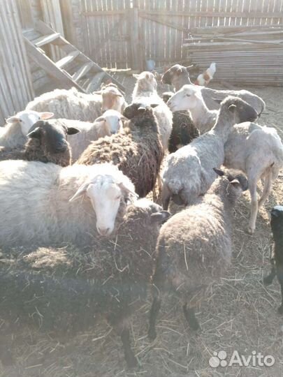 Овцы и коза