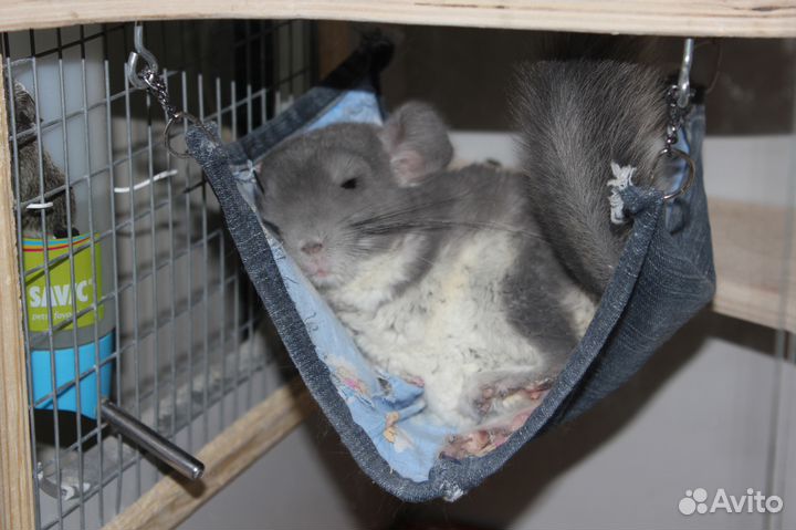 Передержка шиншилл и мелких домашних грызунов
