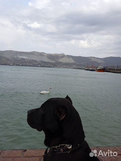 Щенки кане корсо