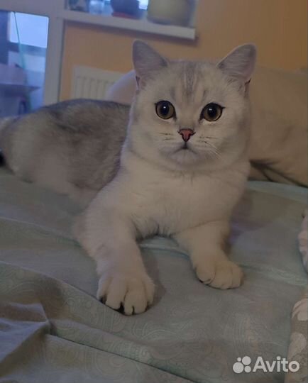 Шотландский кот на вязку