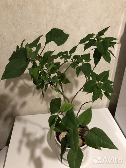 Пуансеттия рождественская звезда