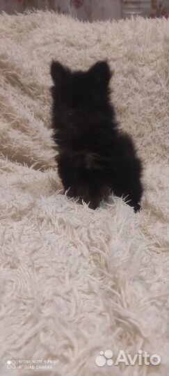 Немецкий шпиц