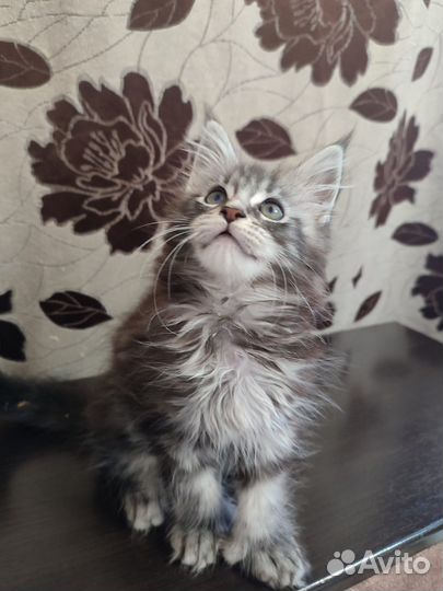 Котята мейн-кун