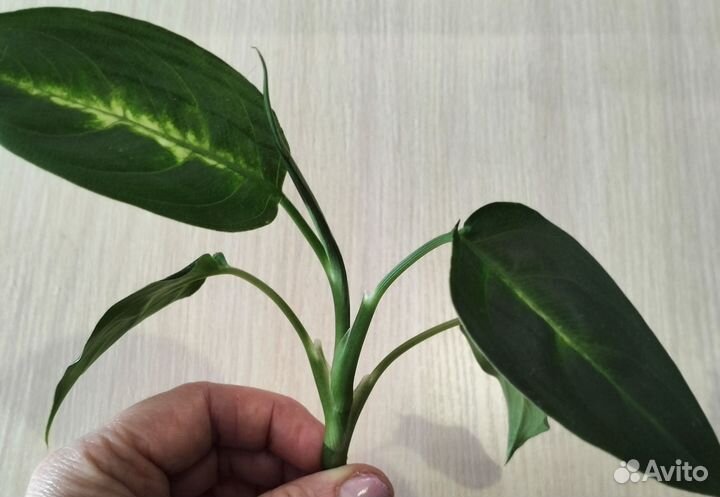 Диффенбахия камилла