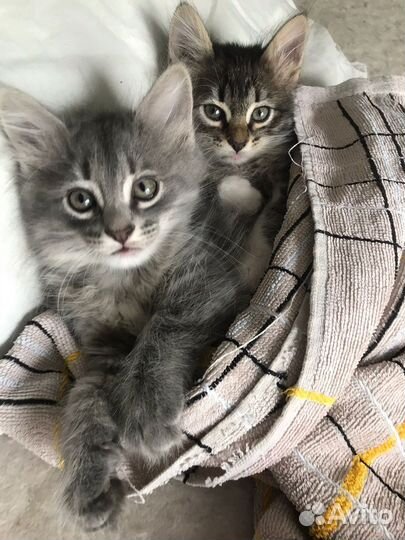 Кошка и кот