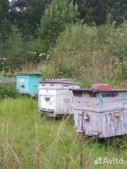 Продается Пасека