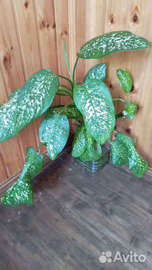 Диффенбахия