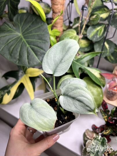 Сциндапсус мунлайт, дарк клауд, сильвер хиро