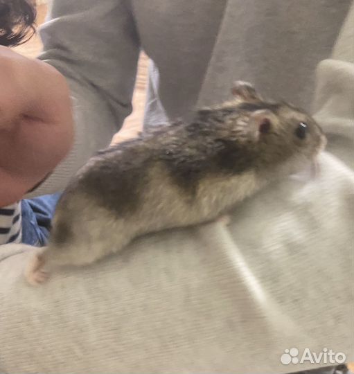 Джунгарский хомяк бесплатно