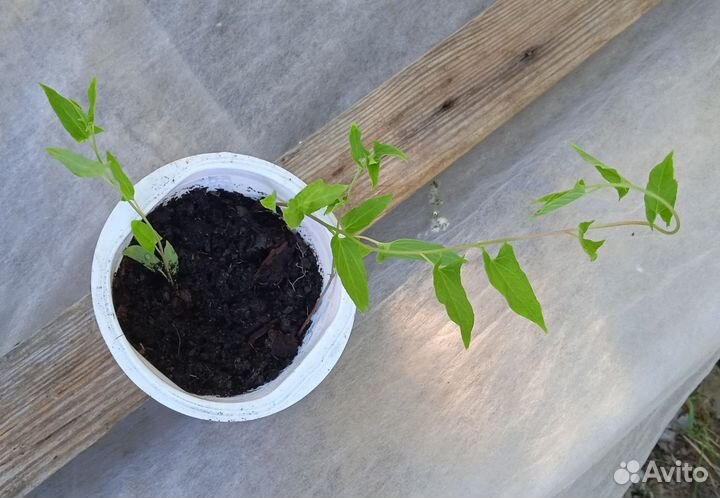 Калистегия махровая