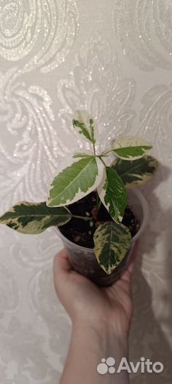 Комнатные растения