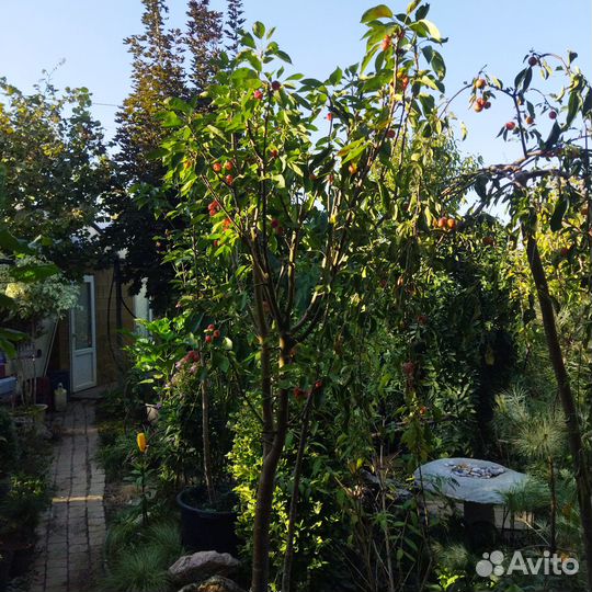 Яблоня райская,самшит,пихта кавказская