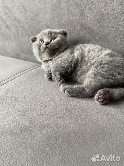 Шотландские котята