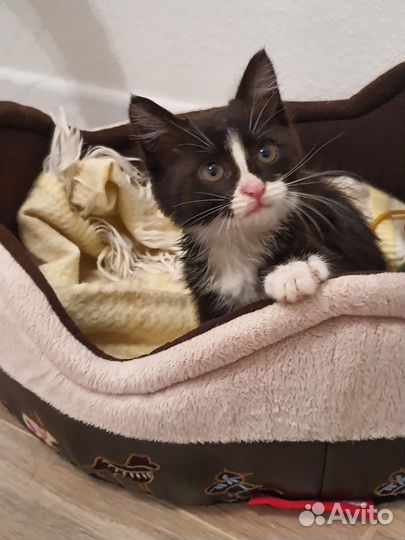 Кошка в дар