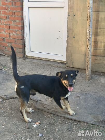 Шикарный джентельмен