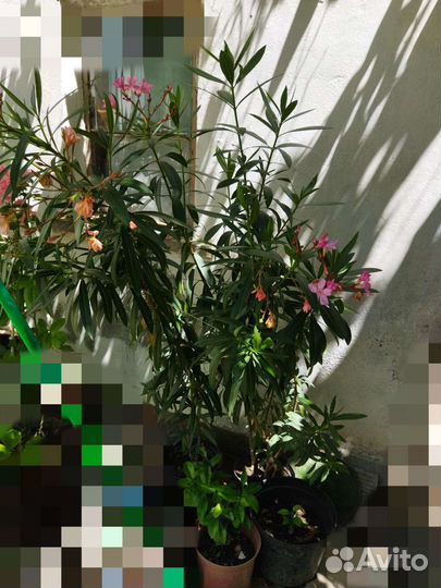 Олеандр розовый