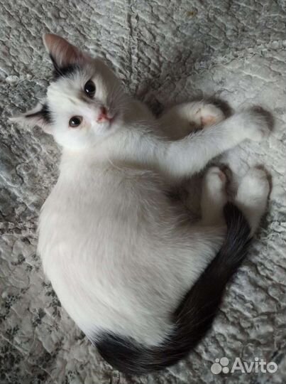 Девочка 5 мес в добрые руки