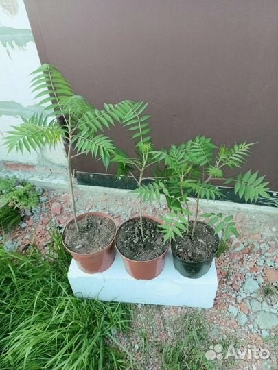 Сумах оленерогий уксусное дерево