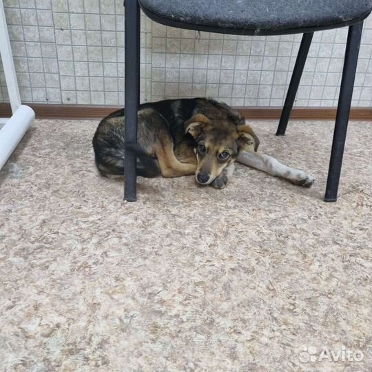 Щенок мальчик