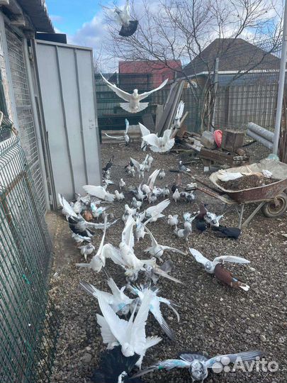 Продажа голубей