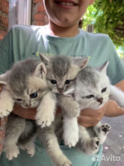 Котята британские шиншиллы