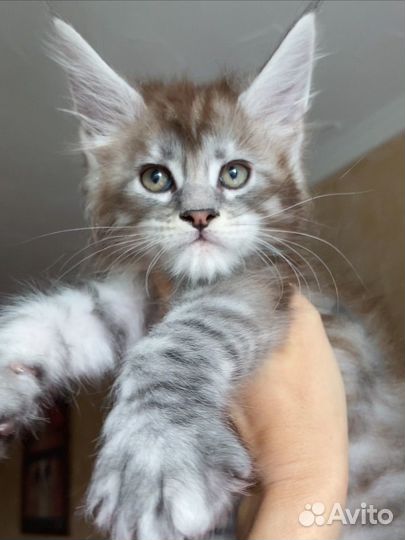 Котята мейн-кун