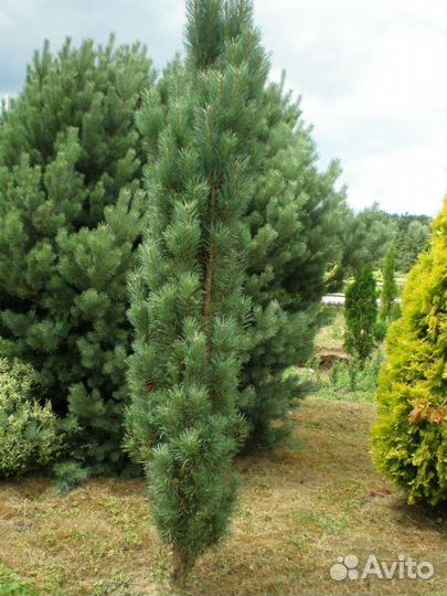 Сосна Веймутова