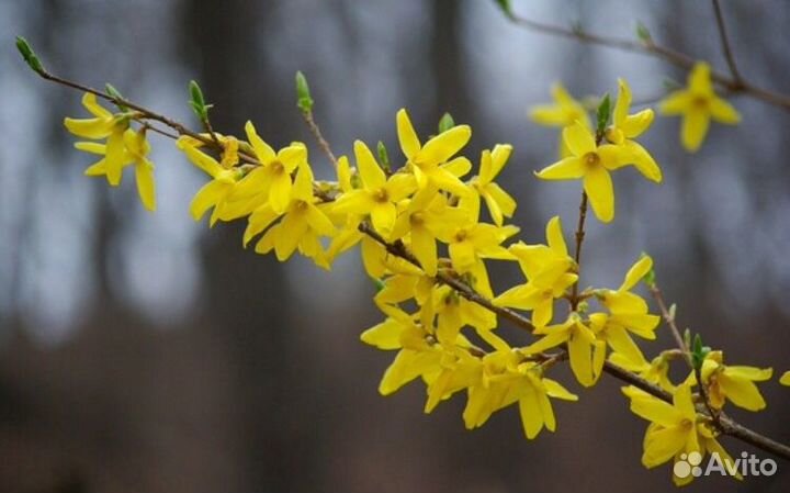 Форзиция декоративный кустарник