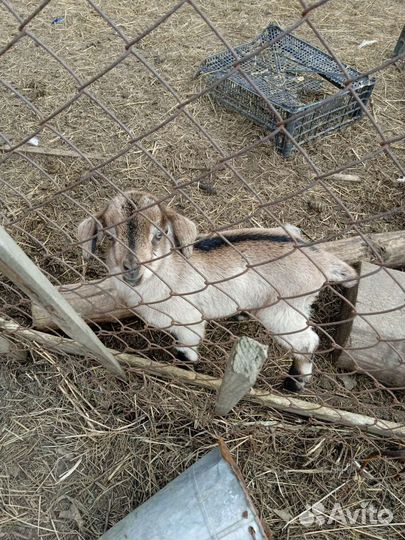 Продам козлят