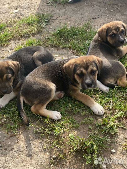 Щенки