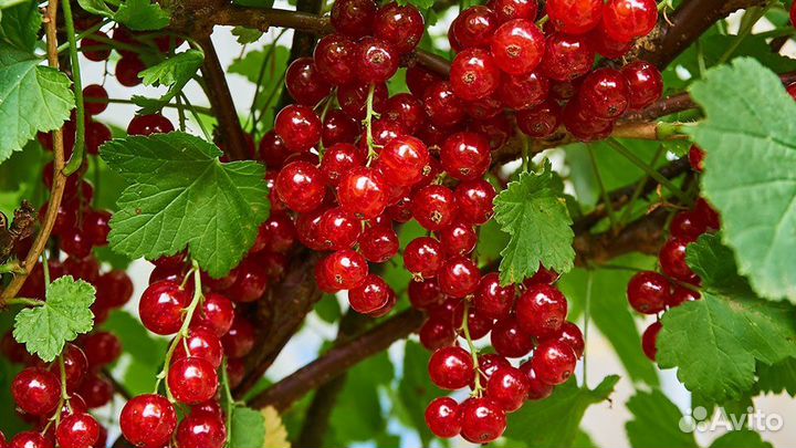 Красная,розовая,чёрная смородина
