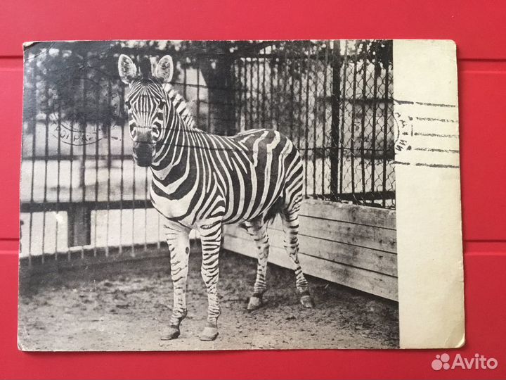 2 Почтовые карточки Ленинградский Зоосад 1929 г