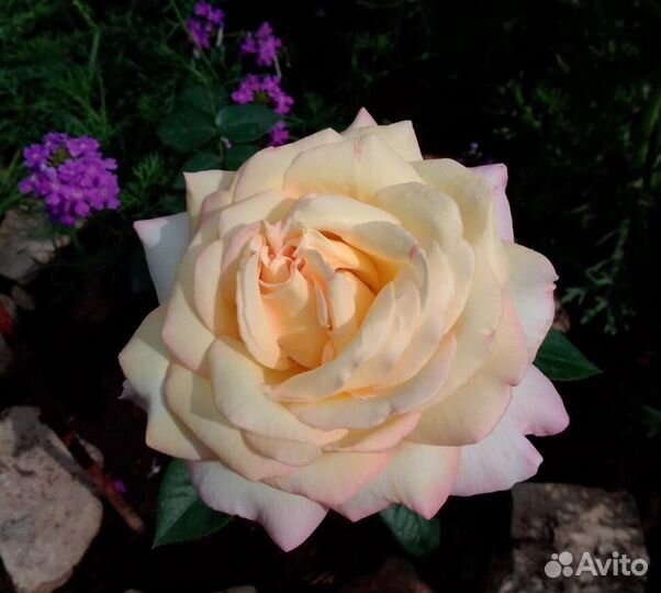 Роза глория дей