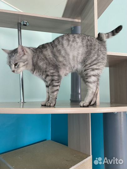 Кошки бесплатно