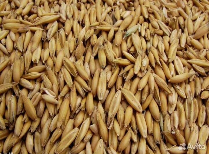 Овес в мешках