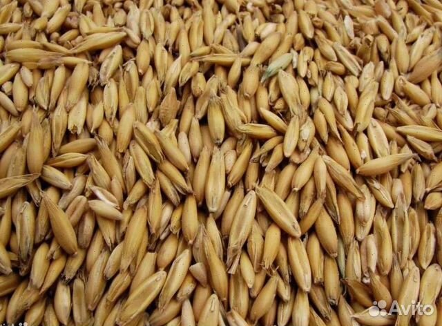 Овес в мешках