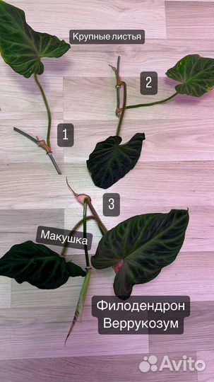 Филодендроны