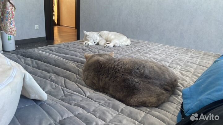 Котята к новому году