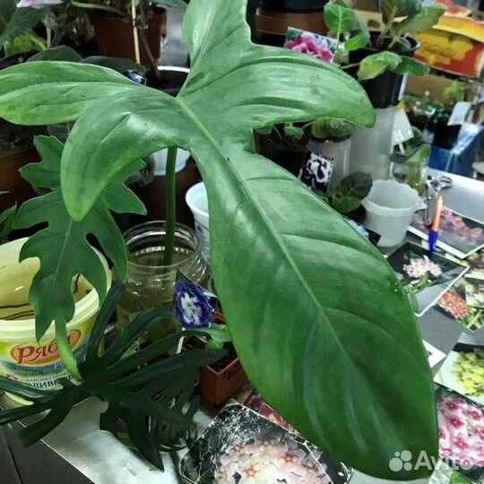Филодендрон Гитаровидный
