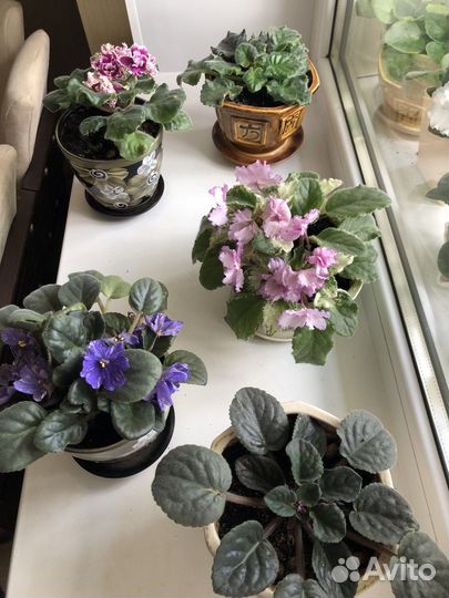 Фиалки в горшках