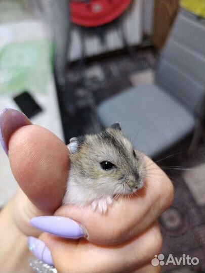 Джунгарский хомяк с клеткой