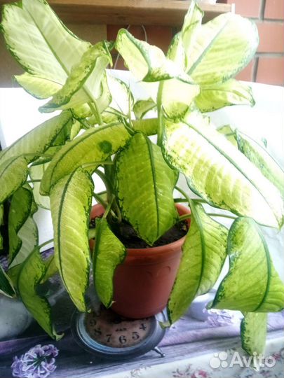 Диффенбахия