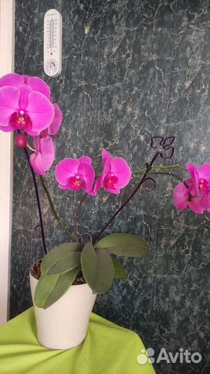 Орхидея фаленопсис