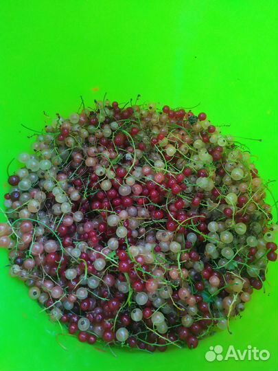Продам ягоду смородину