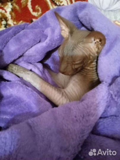 Канадский сфинкс