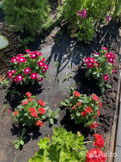 Катарантус