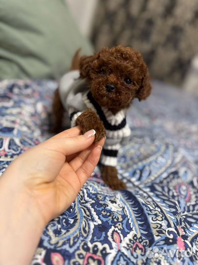 Мальчик пудель